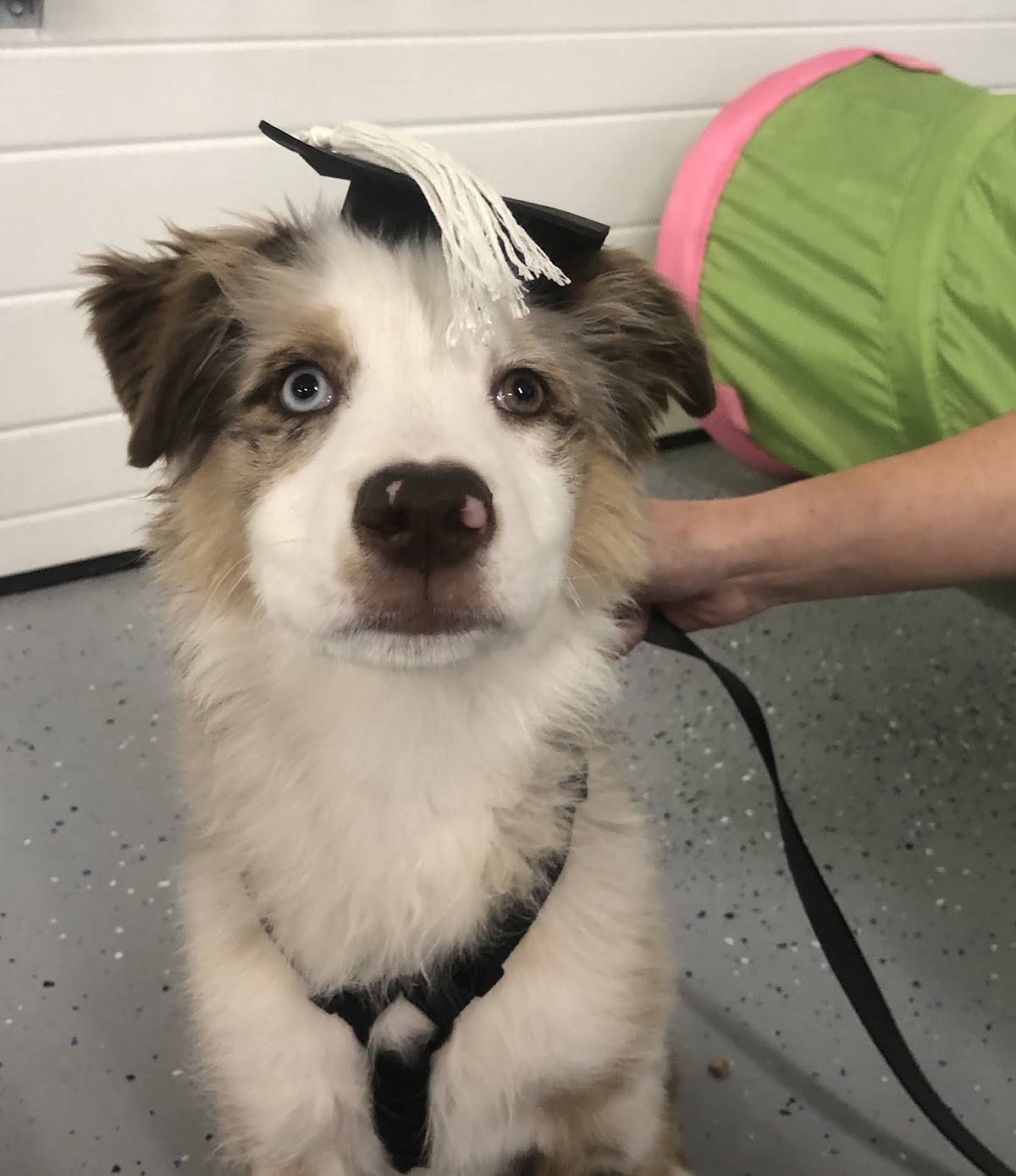 Canine Minds and Manners Dog Training