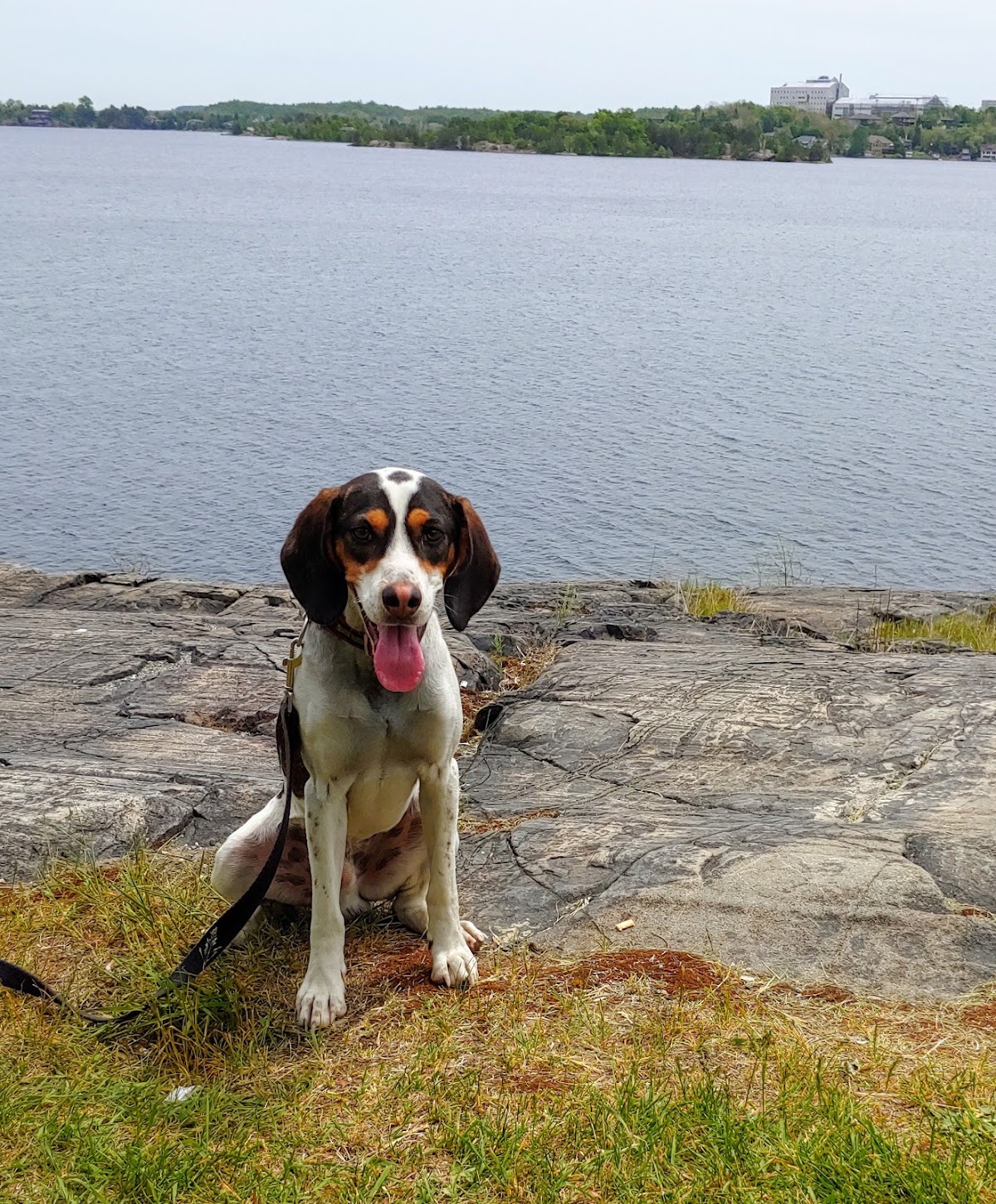 Bark Busters In Home Dog Training - Sudbury/North Bay