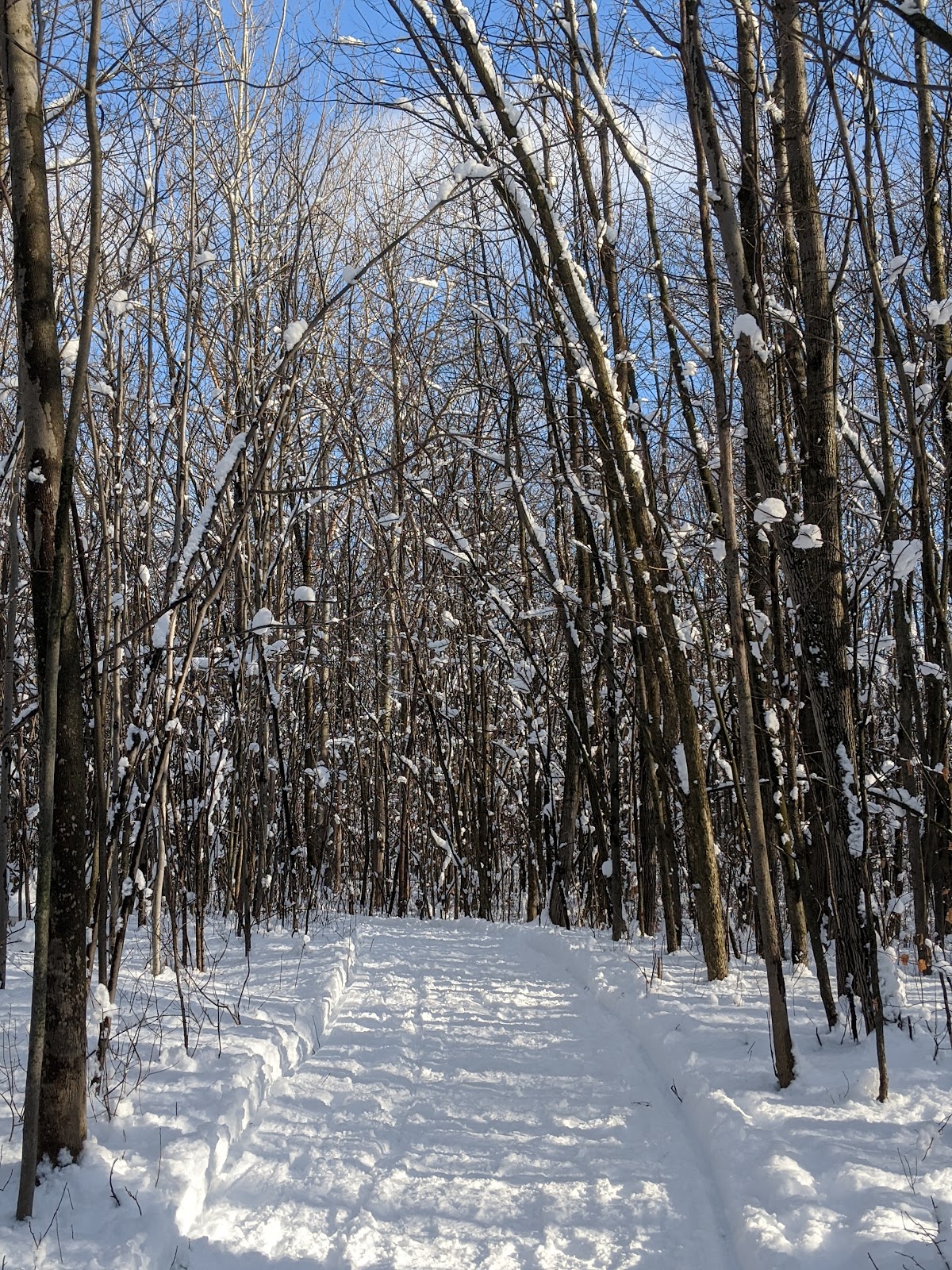 Bois de l'Équerre (CANOPÉE)