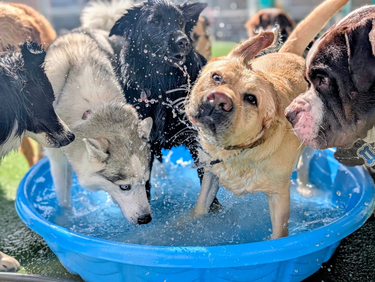 Canine Addiction - Dog Daycare and Day Training