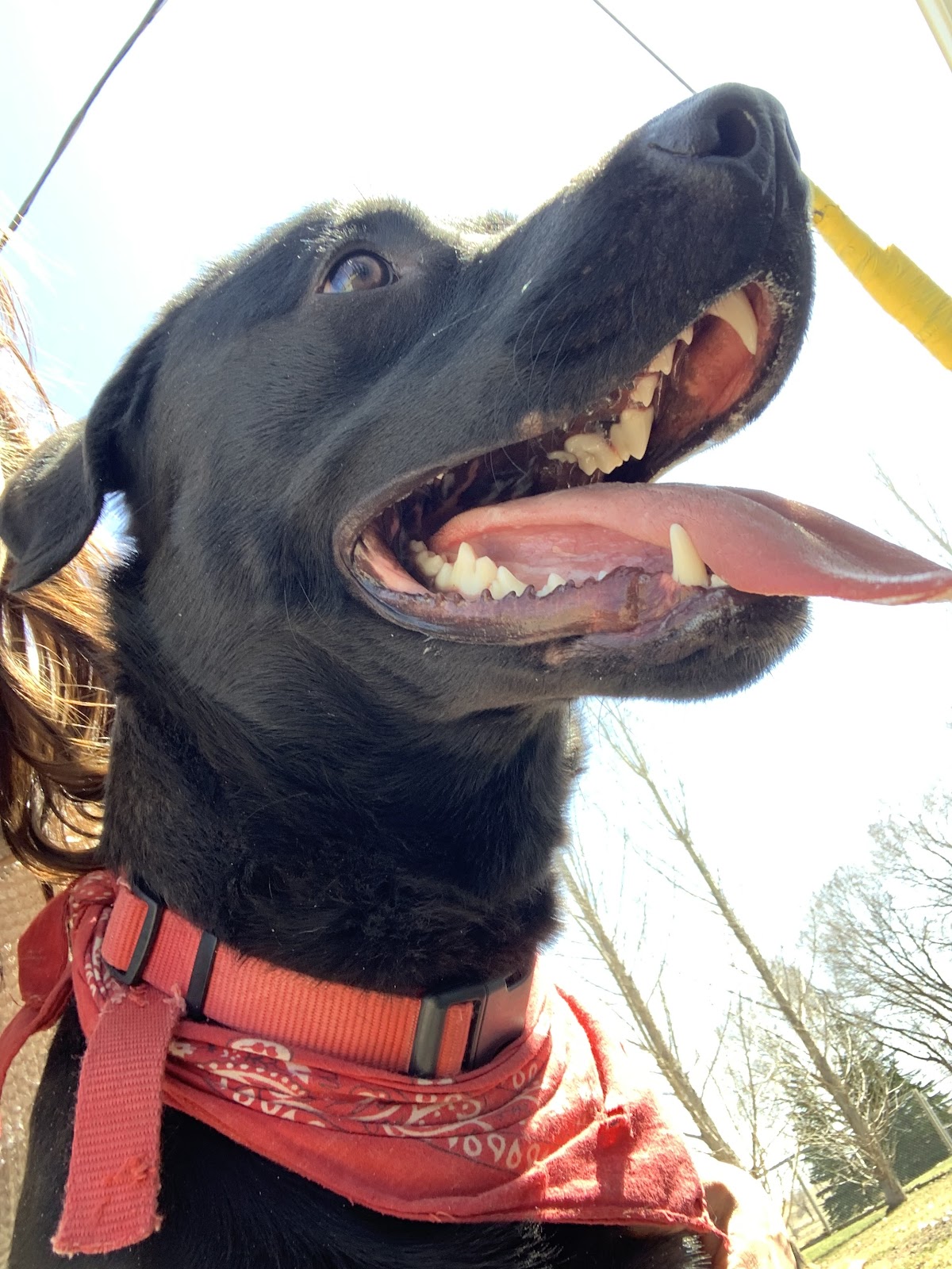 Brandon Boarding Kennel