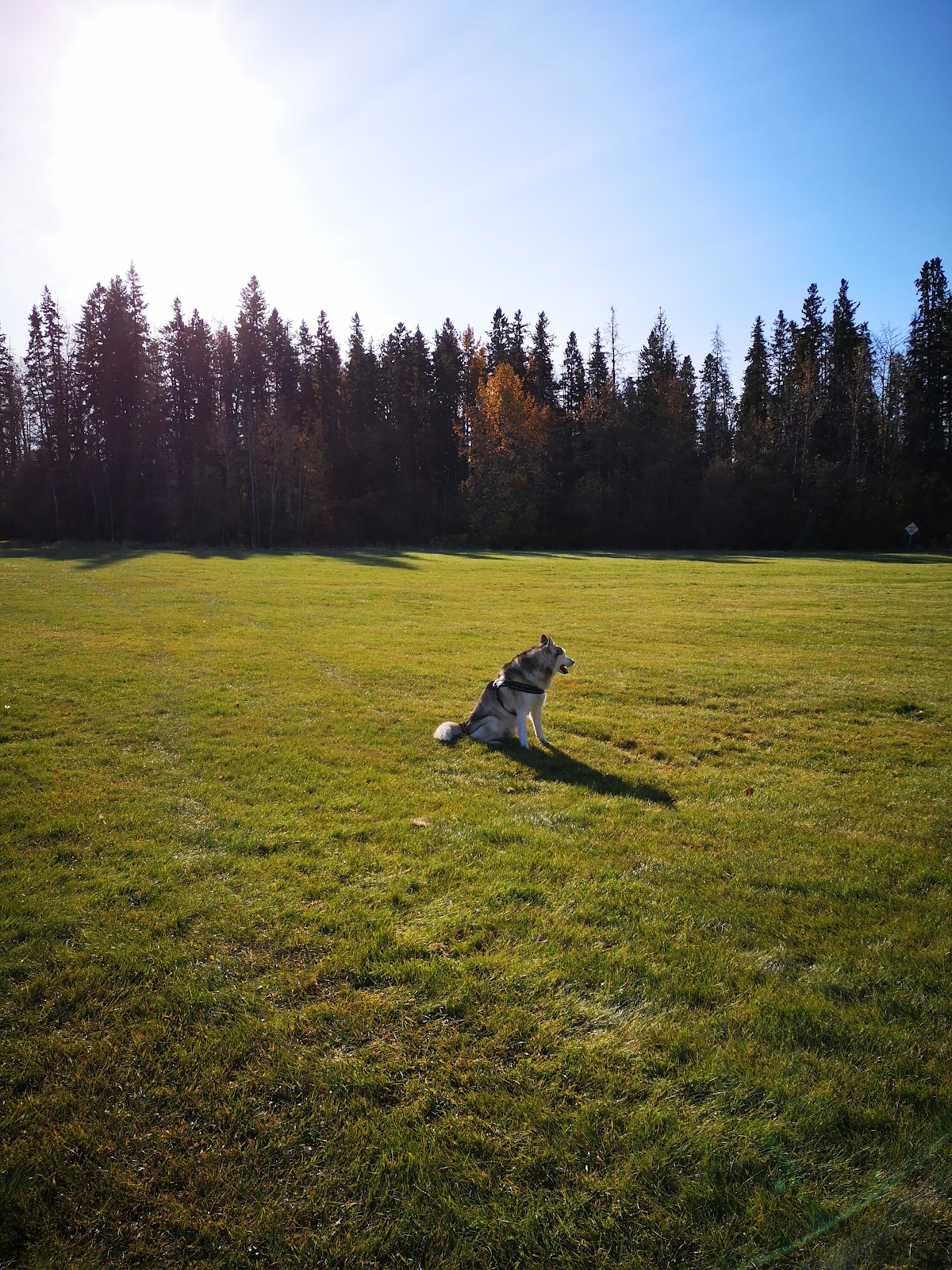 Marlboro Off-leash Park