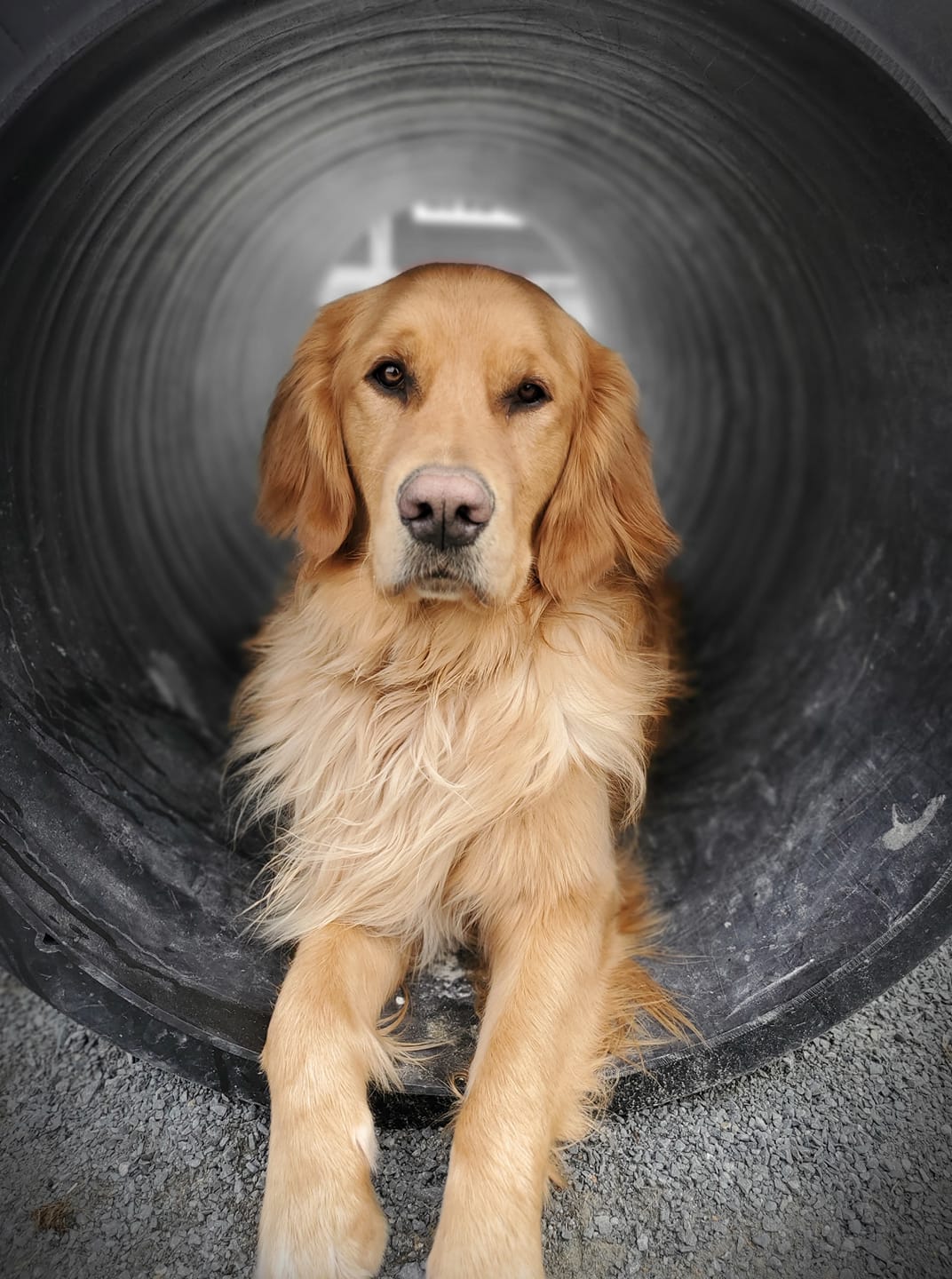 Bowlin Farms Doggie Adventures Ltd.