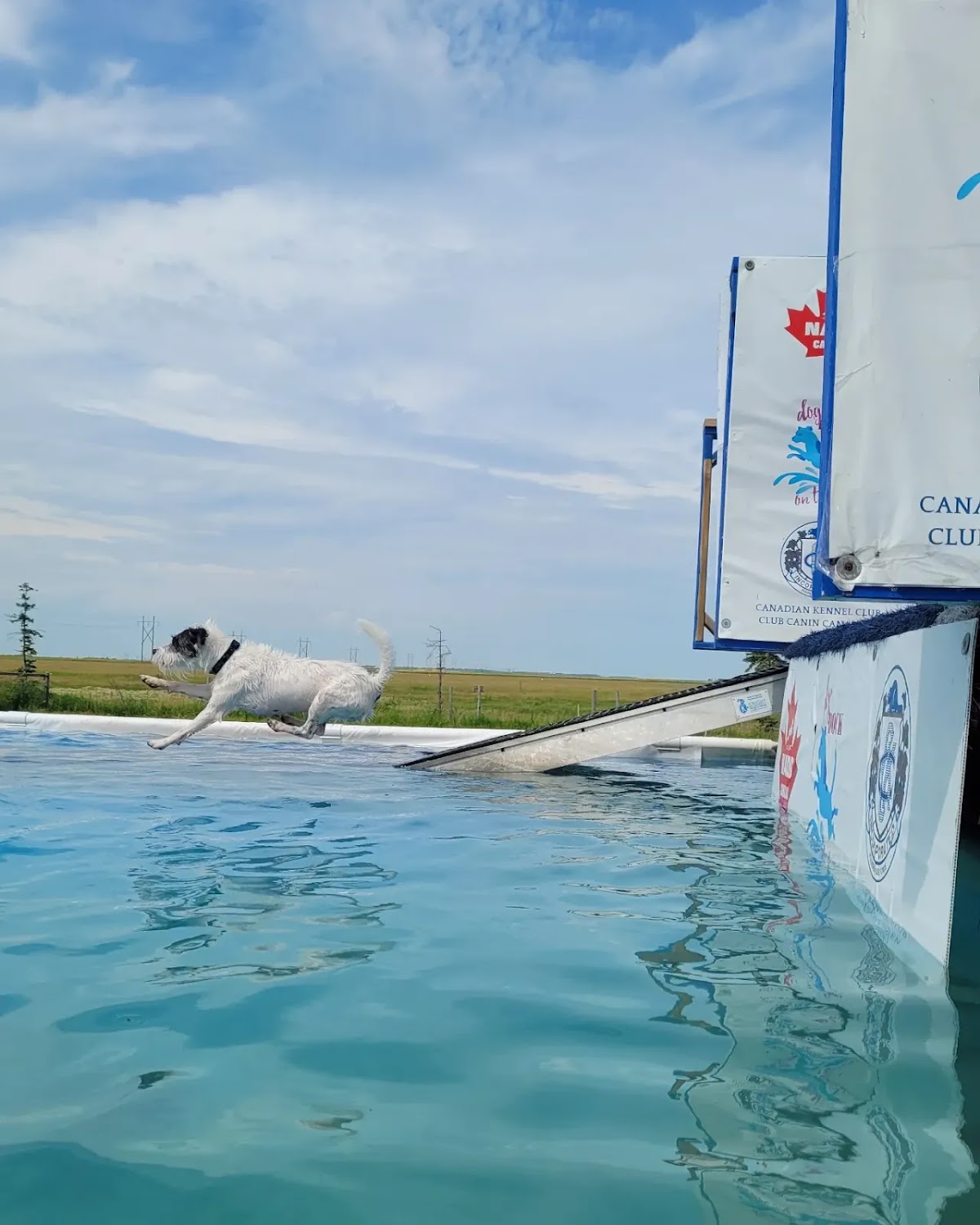 Dog Pool, Dog Dock On The Bay