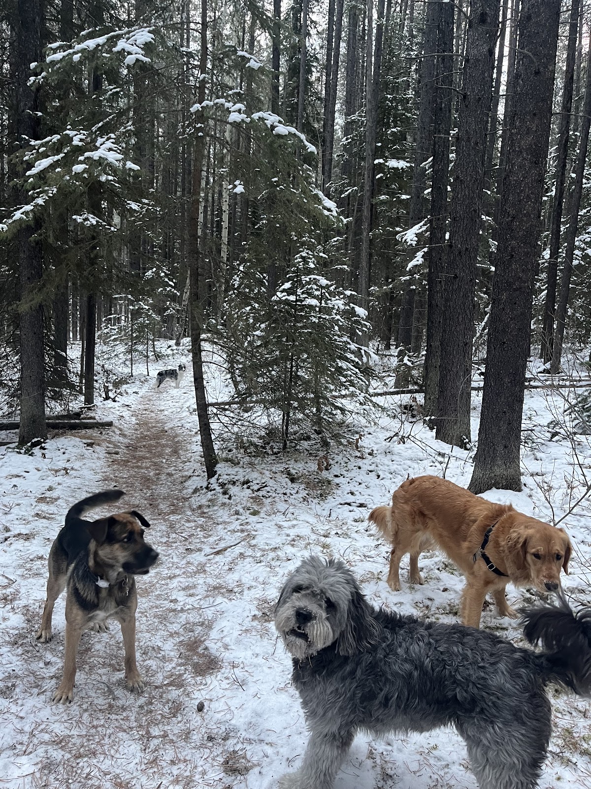 Adventure Tails