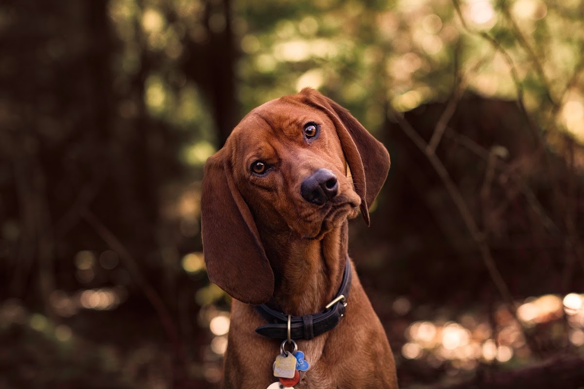Camp Good Dog