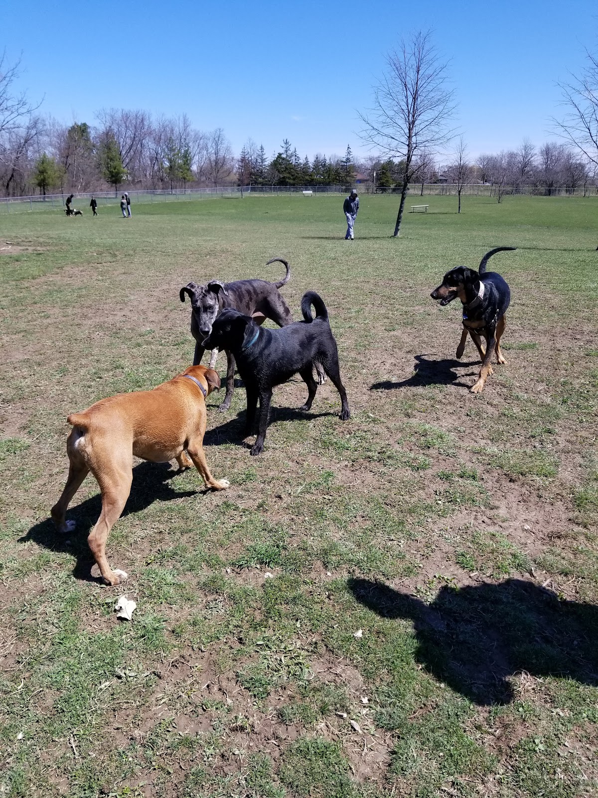 Burgoyne Woods Dog Park