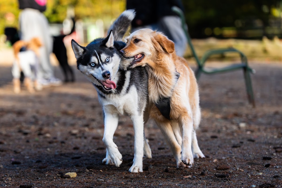 Dog Off-Leash Enclosure