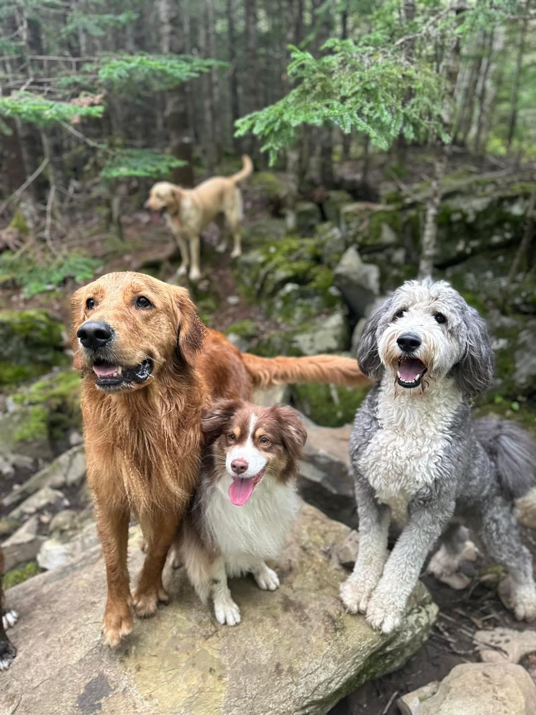 Dig It Dogs Canine Services