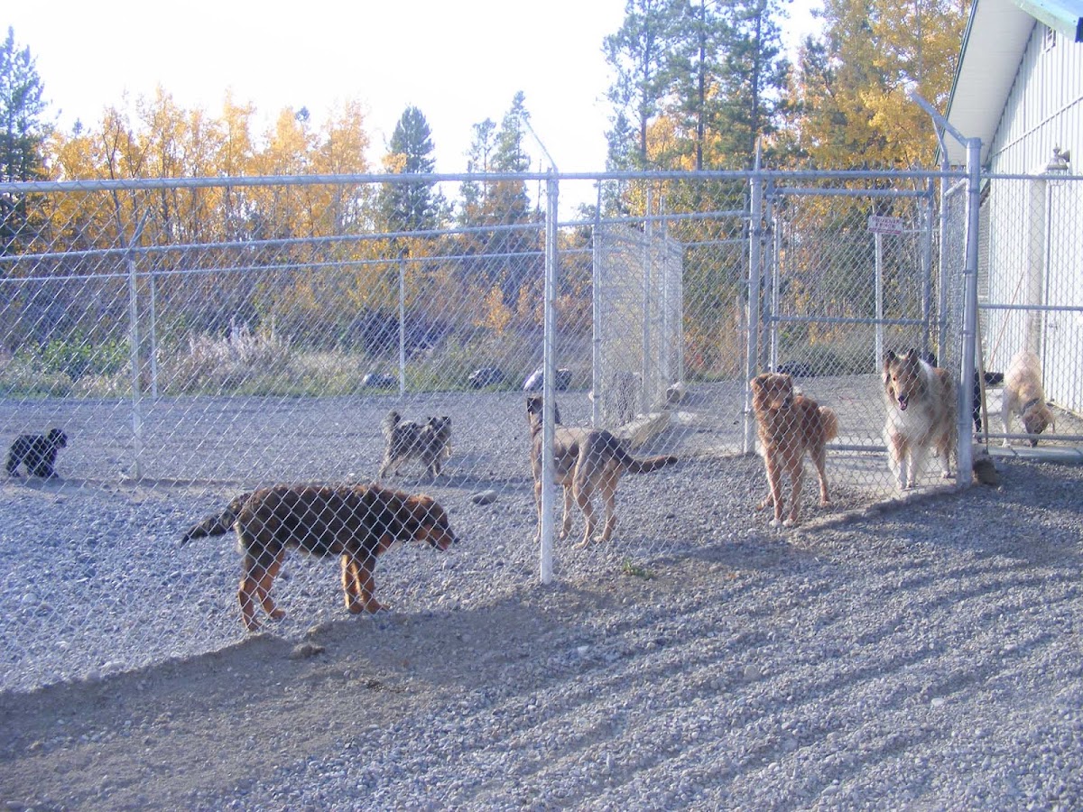 Eldorado VIP Boarding Kennels