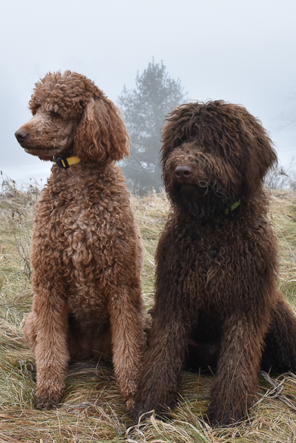 Country Haven Kennels