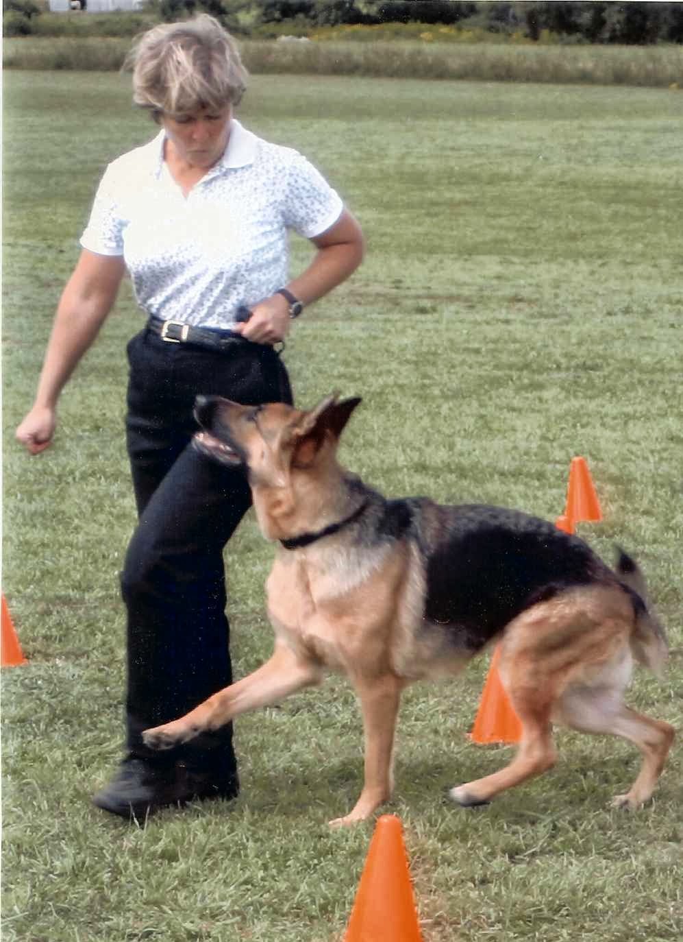 Dogwise Behaviour & Training Center