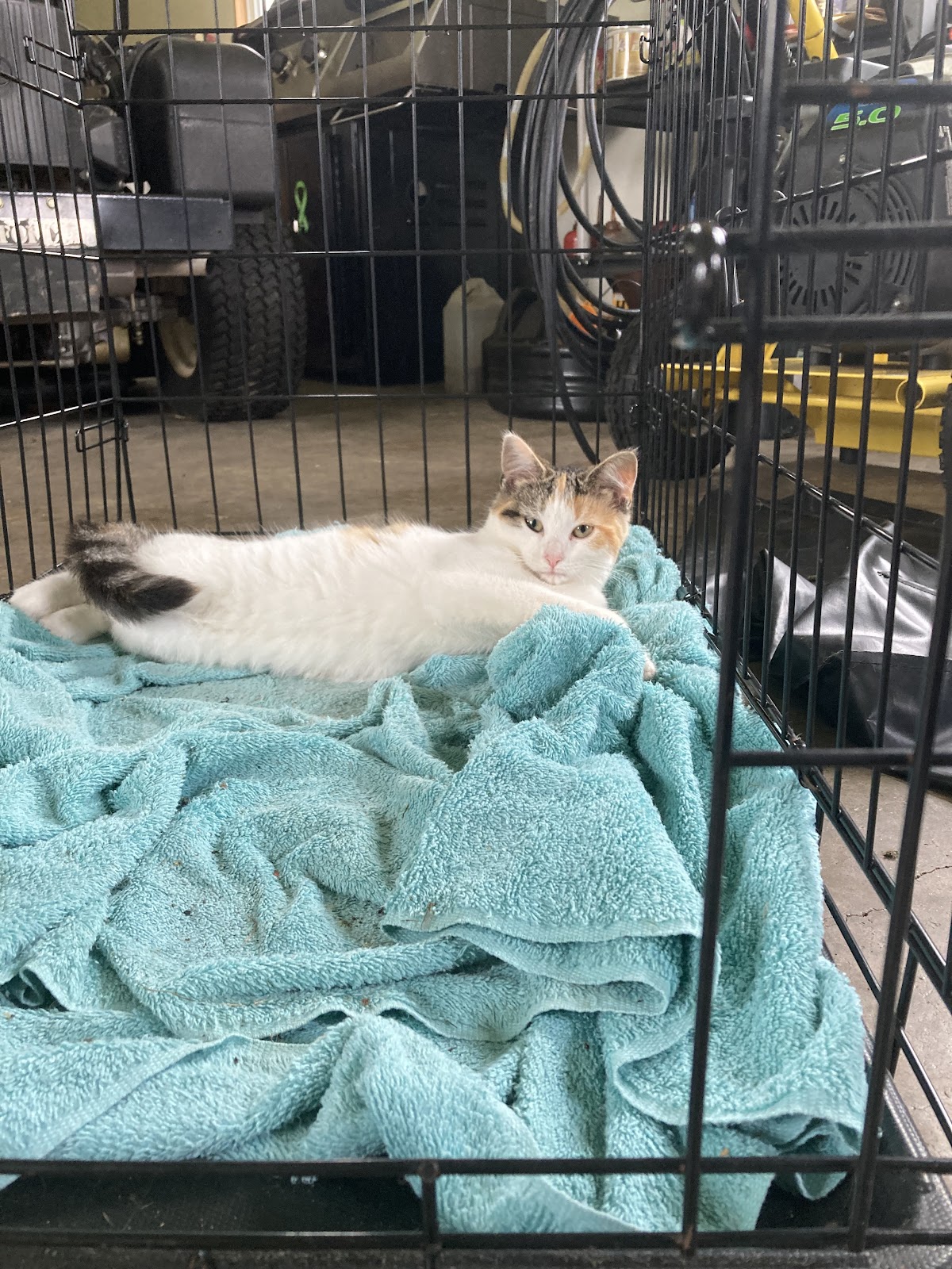 Miramichi SPCA