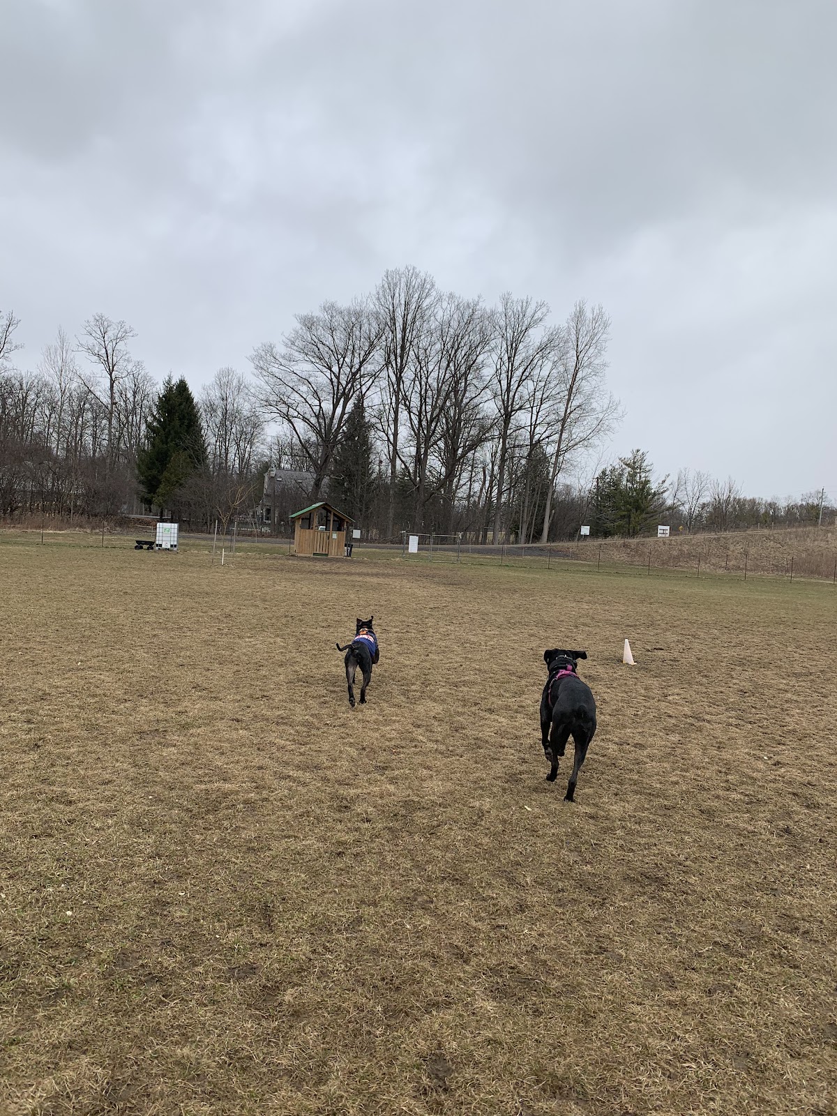 Country Canines Play Park - London
