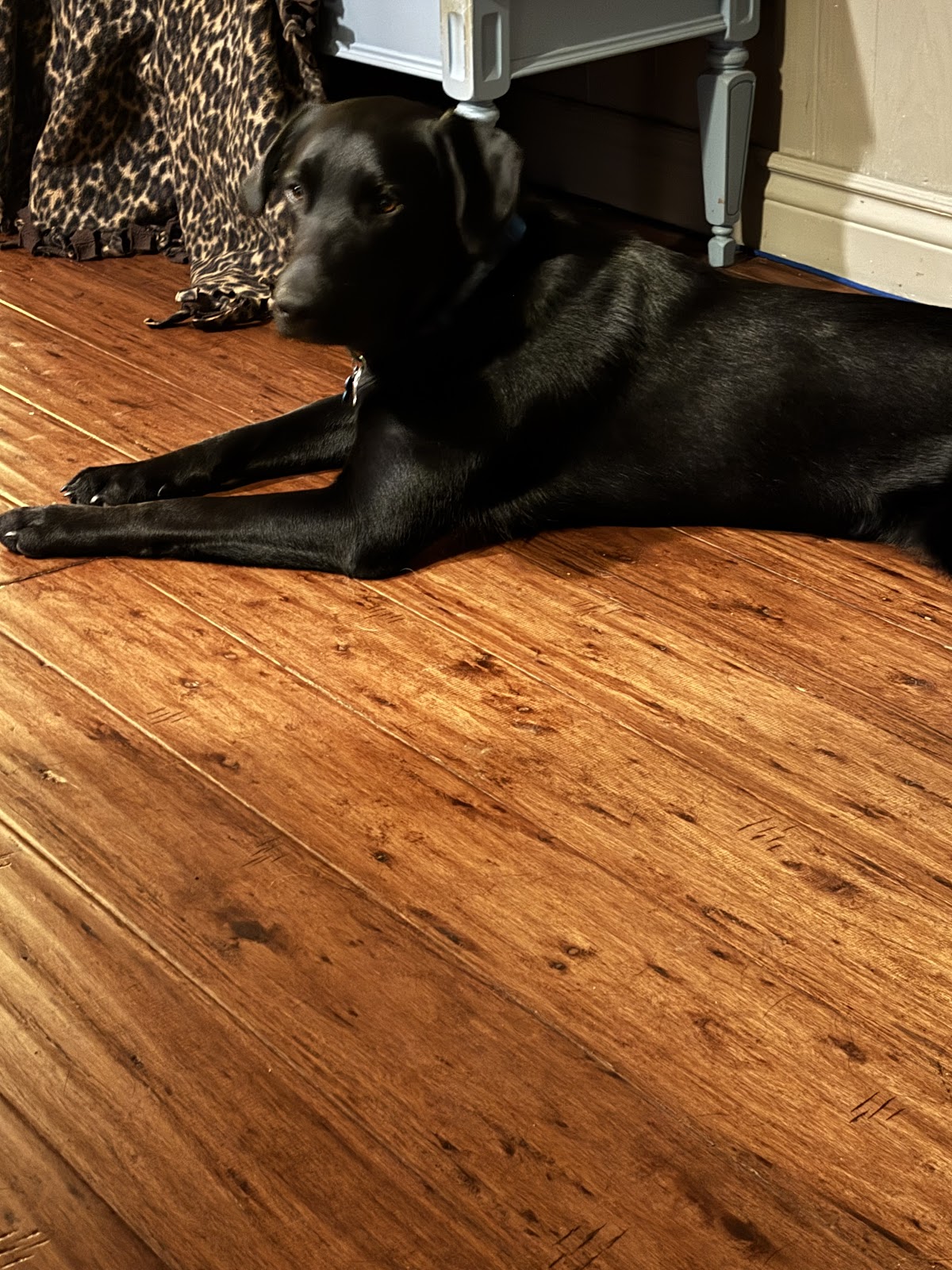 Confident Canines Ltd.