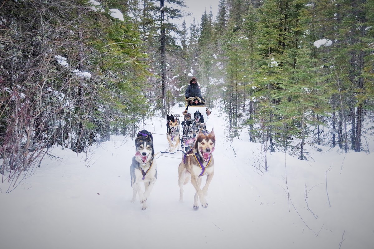 Beck's Sled Dog Kennels & Tours