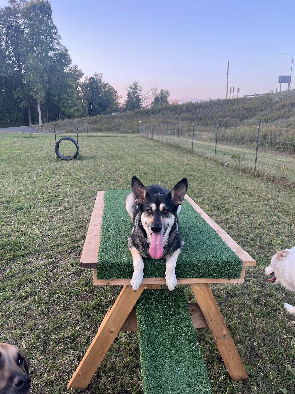 Country Canines Play Park - Cumberland