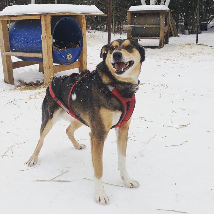 Alaskan du Nord