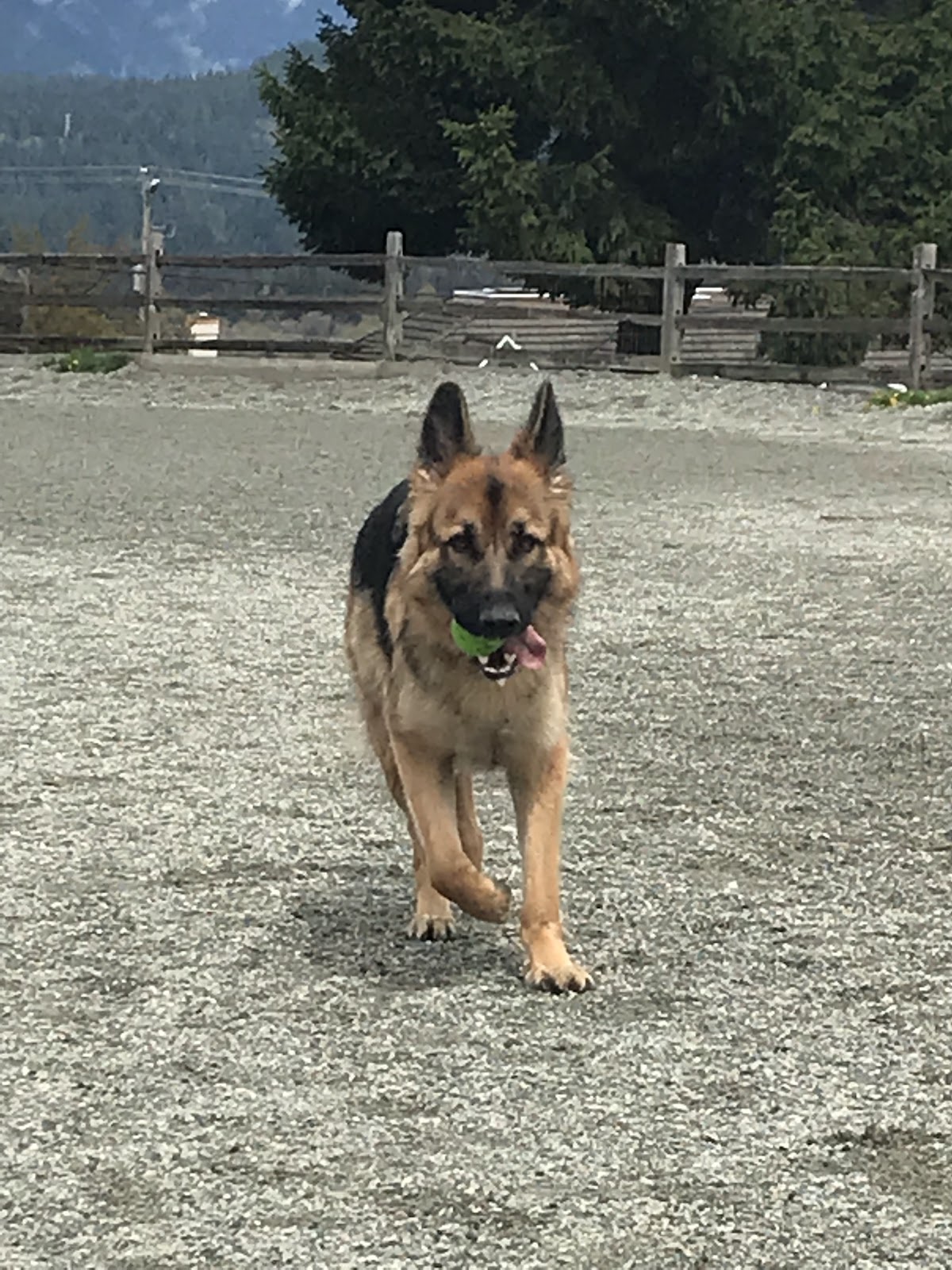 Burnaby Heights Park Off-Leash Enclosure