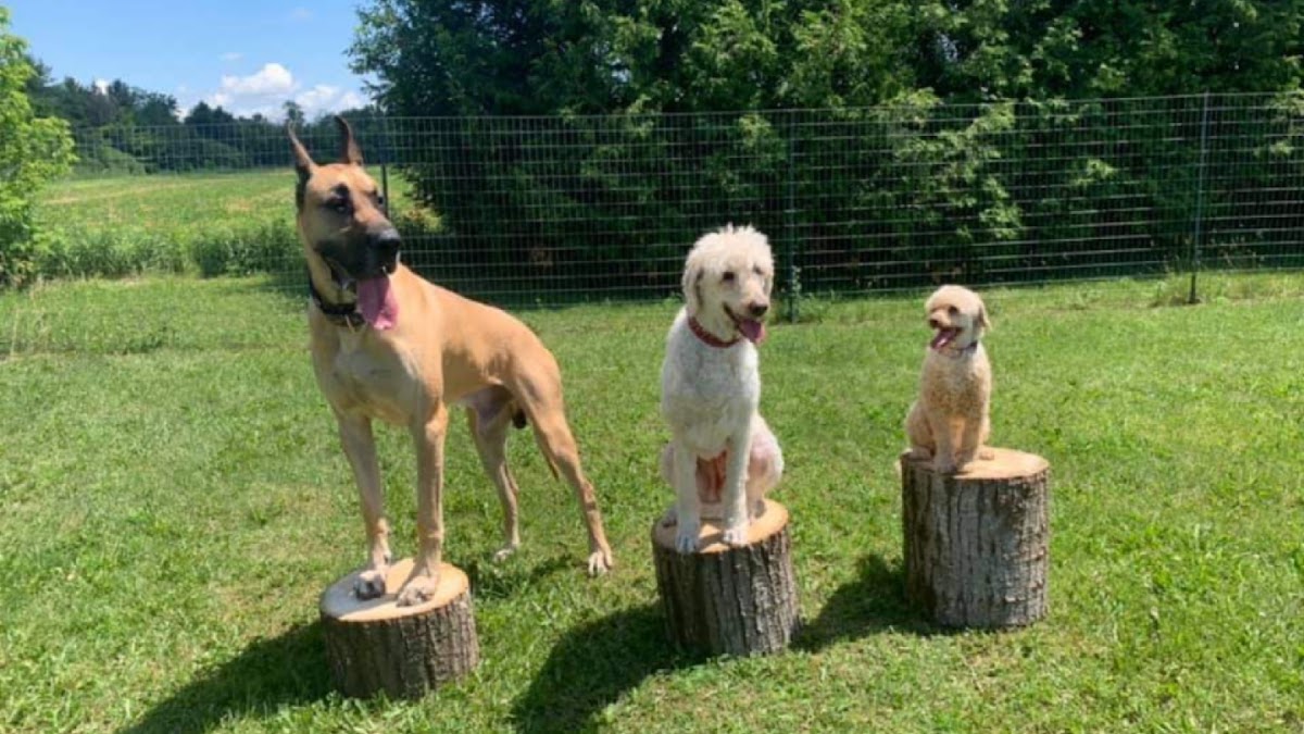 Country Canines Play Park Inc.