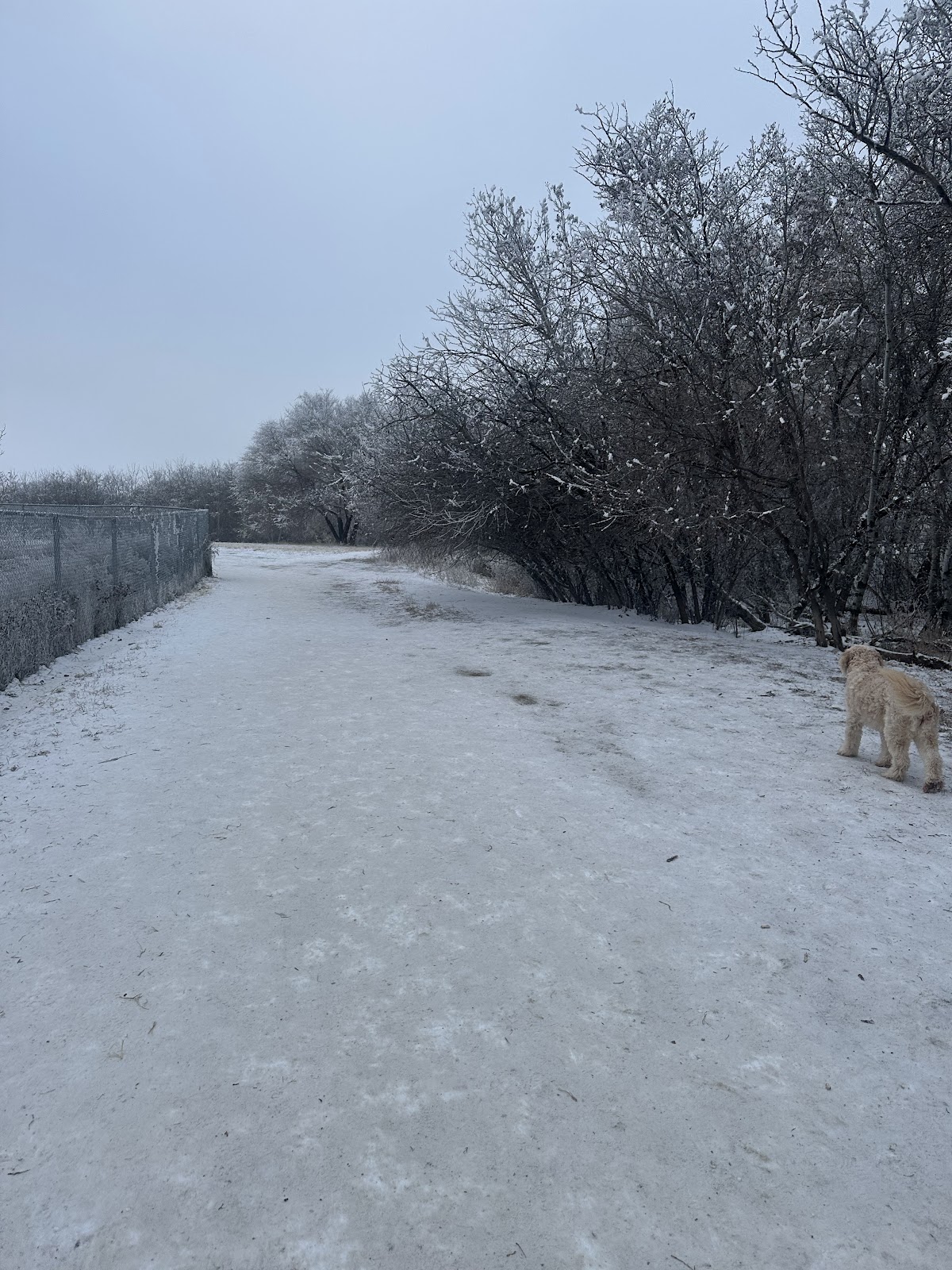 Avalon Dog Park