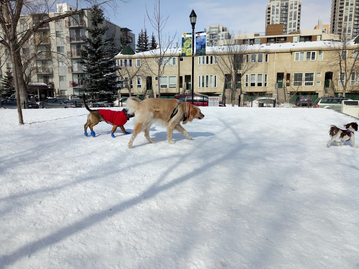 Connaught Off-Leash Dog Park - fenced in