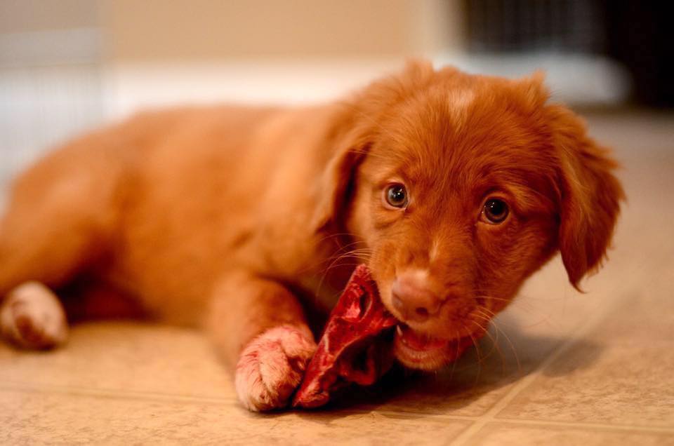 Back to Basics Raw Pet Food