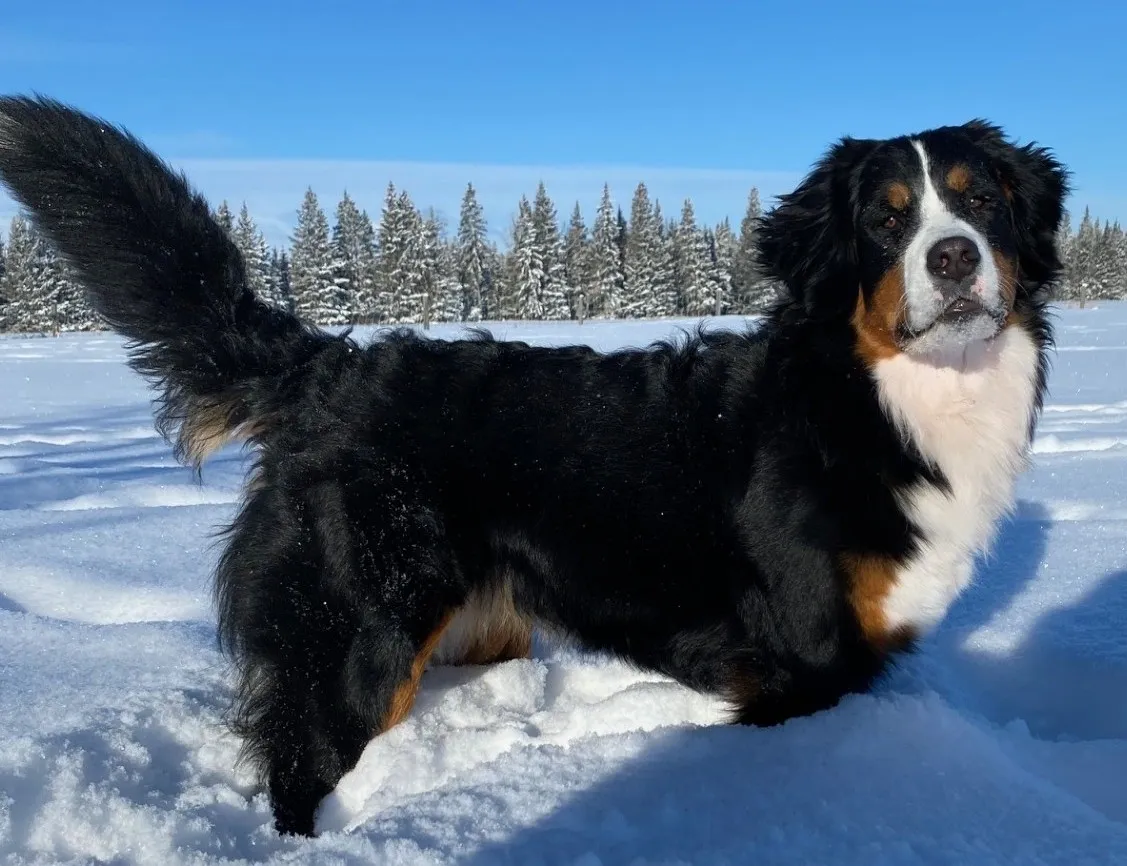 Best Family Dogs: Finding the Perfect Match for Your Family