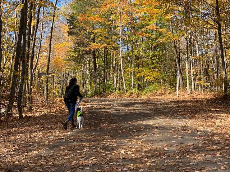 Top 10 Cottage-Country Dog Adventures in Ontario